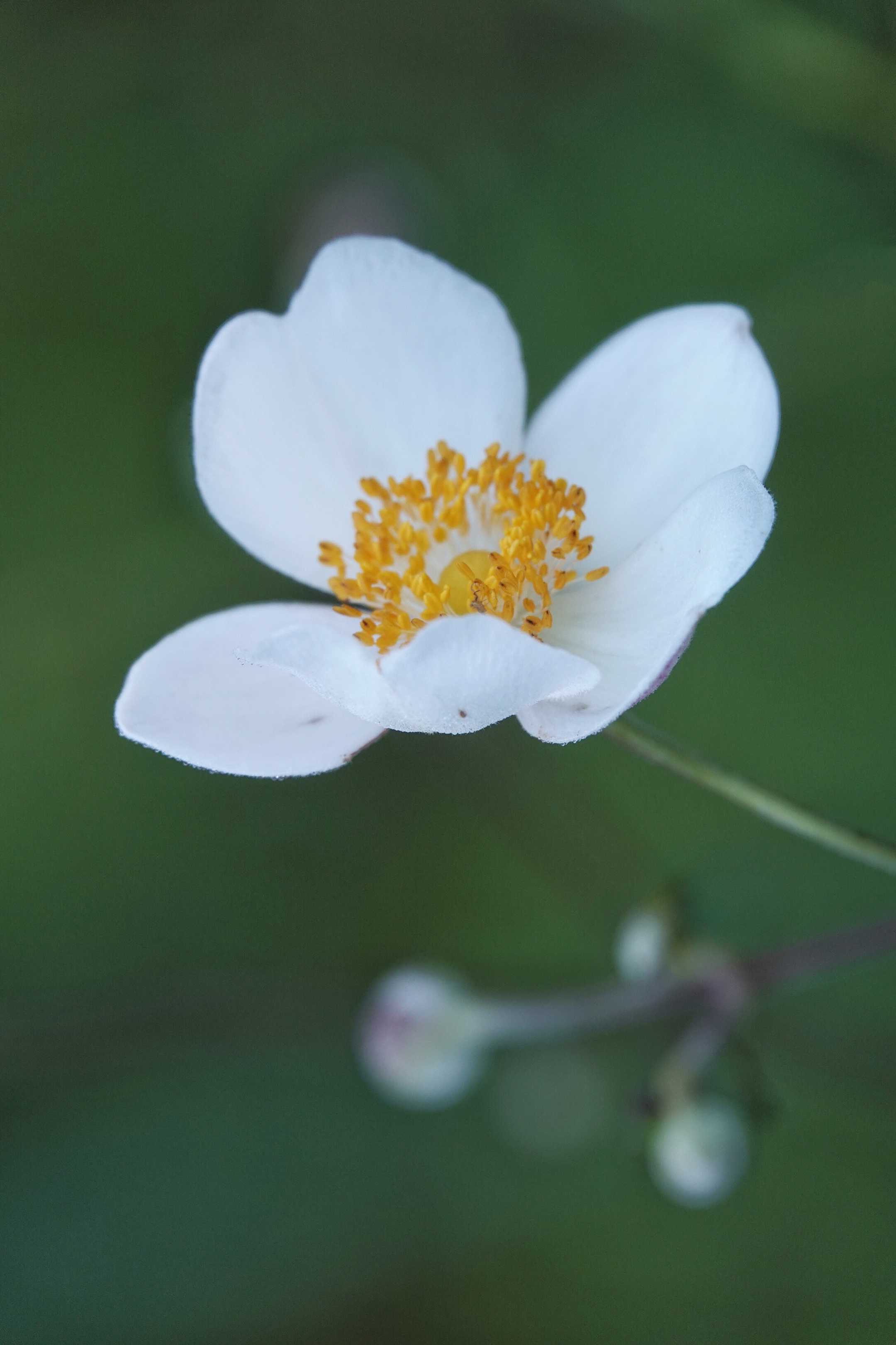 散落山间的野棉花