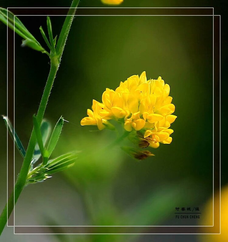 (原创首发)草木樨