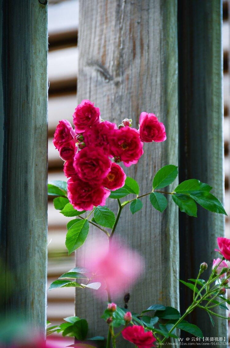 映日蔷薇犹带刺首发