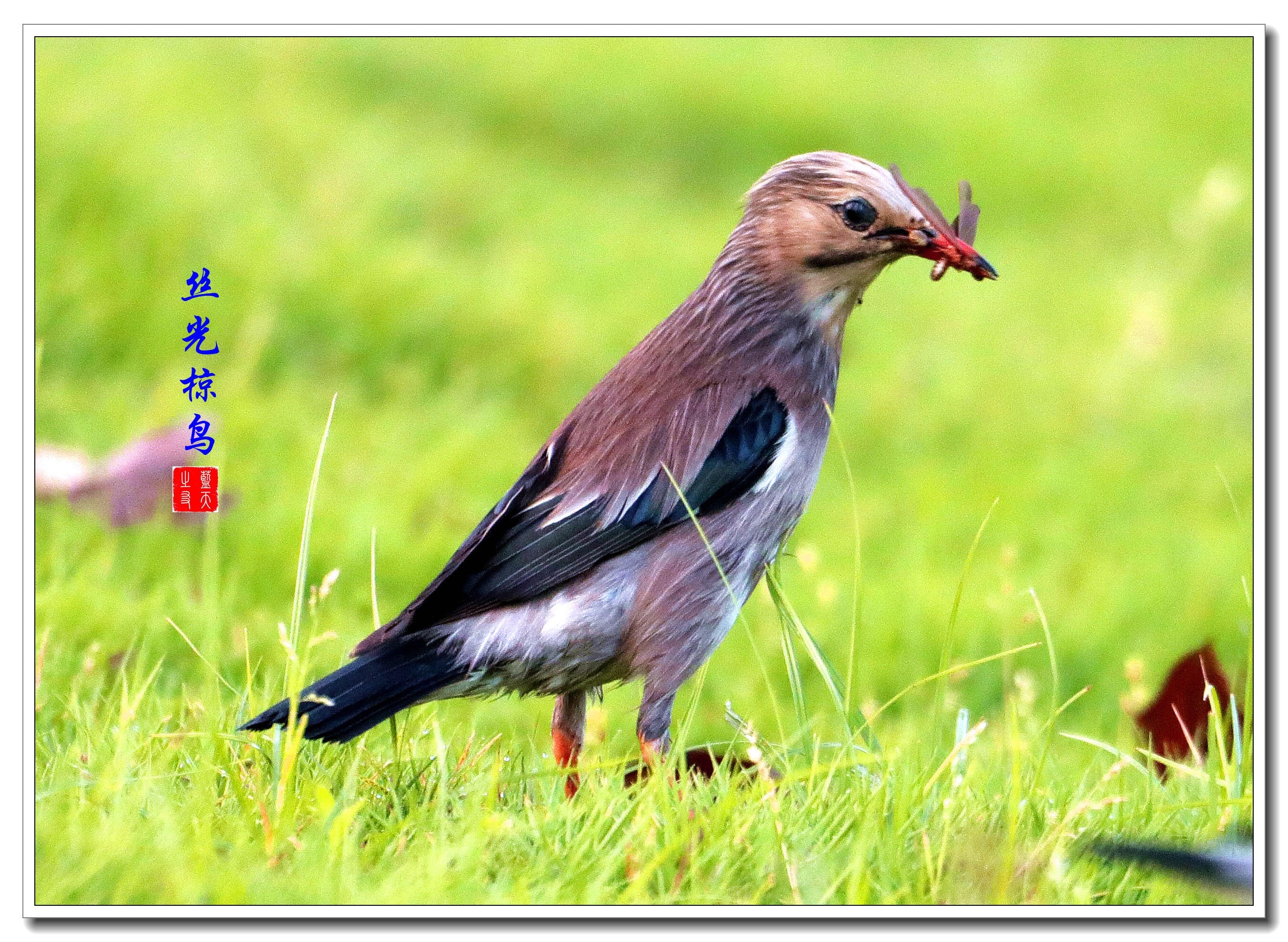 捉虫·丝光椋鸟