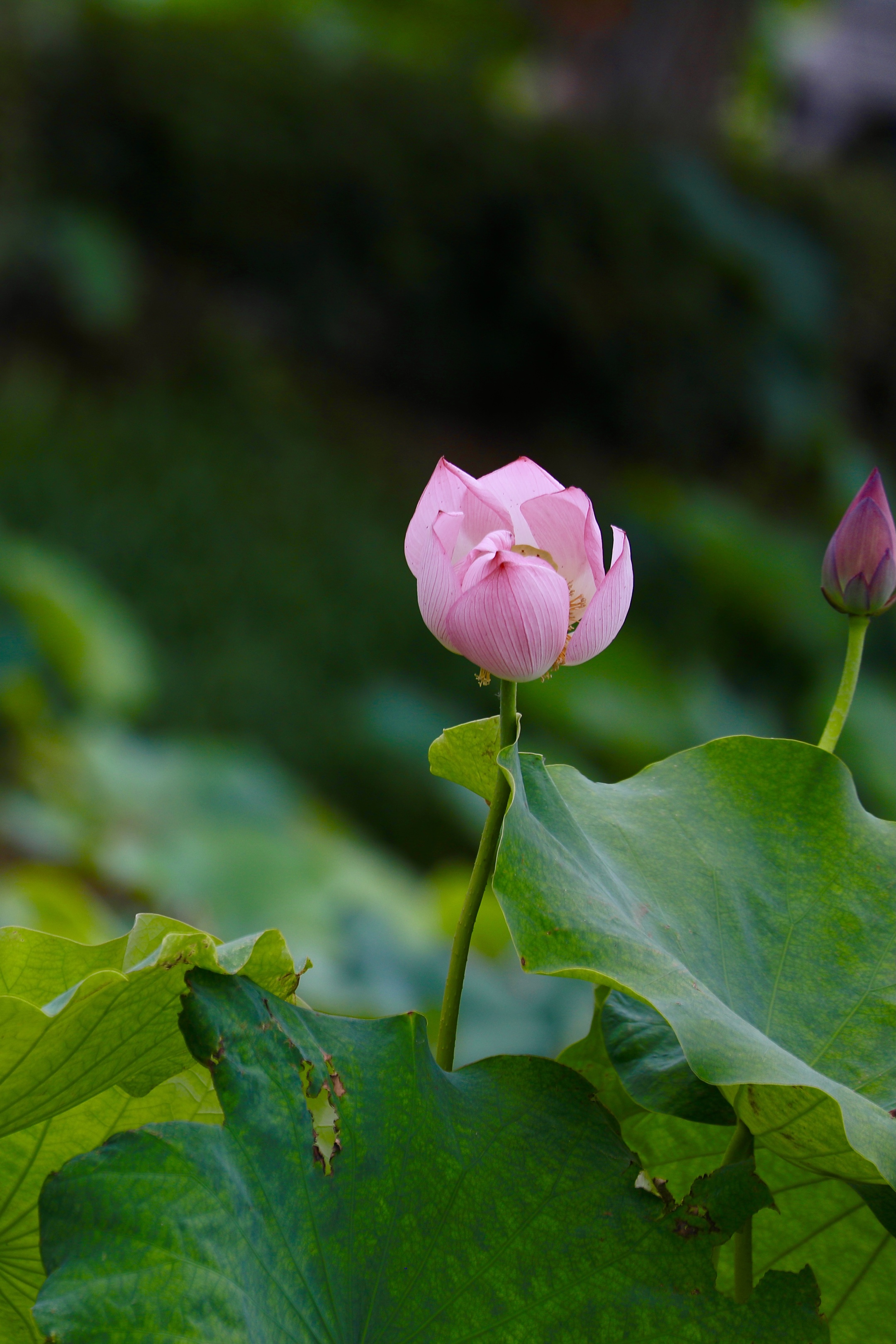 风摆荷叶催花开