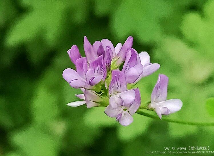 紫紫的苜蓿花首发