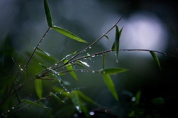 【西窗私语静竹清幽】首发