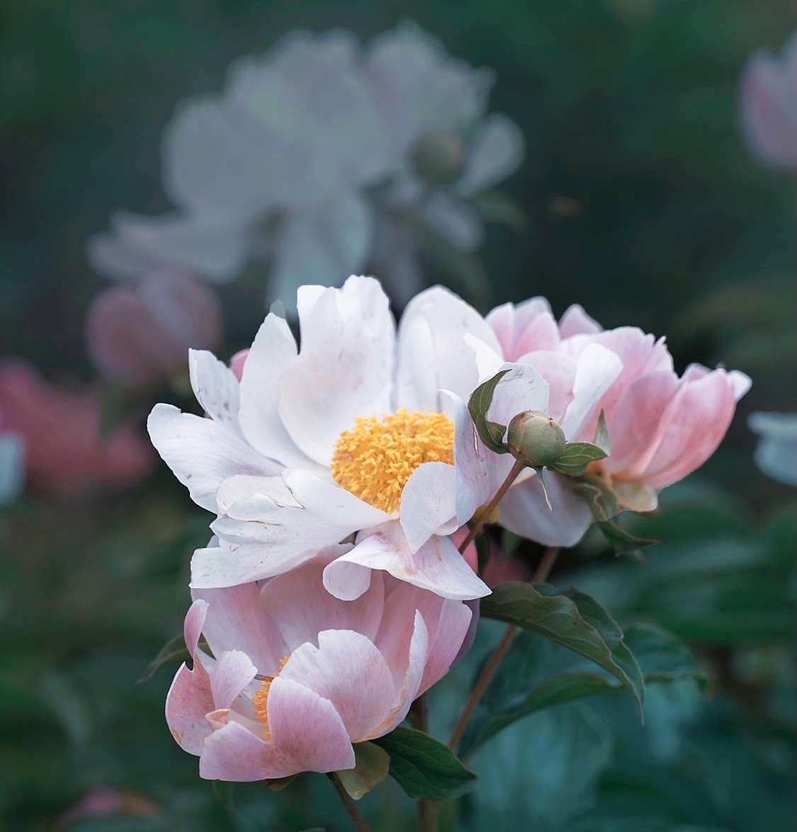 【首发】芍药