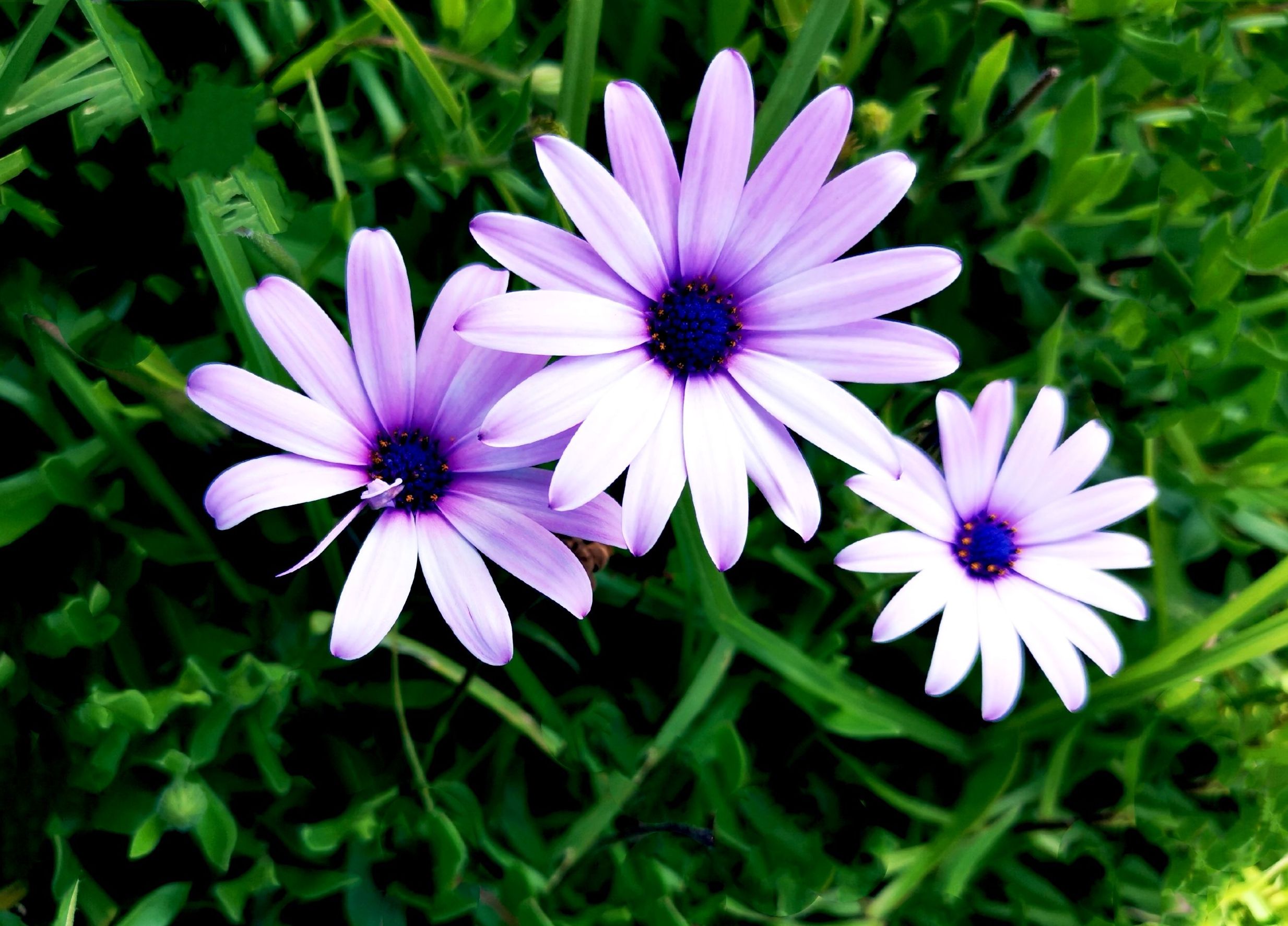 【首发】蓝目菊静悄悄绽放