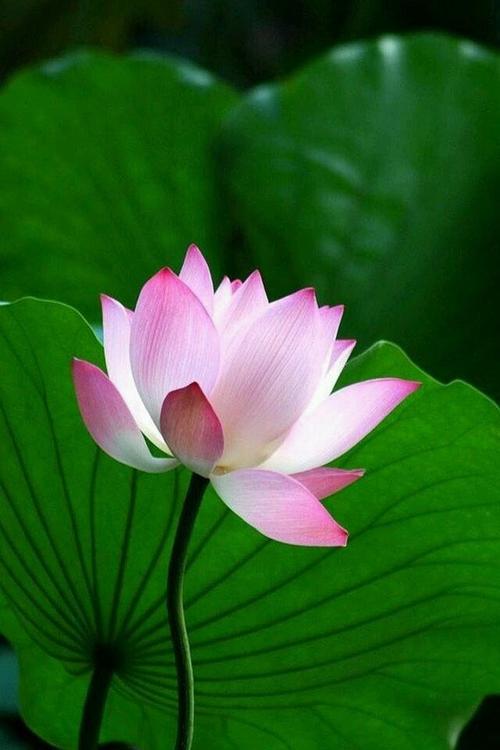 文字/平安祥和 摄影/平安祥和 莲花乃花中君子 所以有  出污泥而不染>