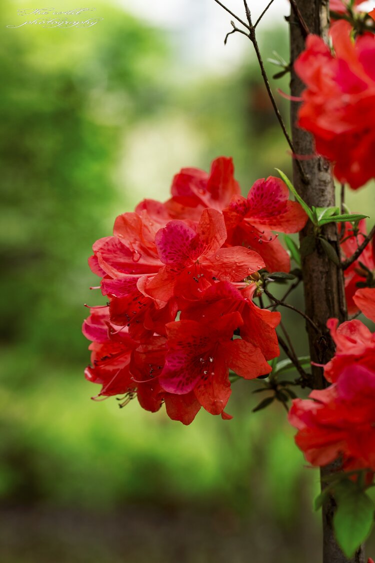 杜鹃花花瓣形状图片