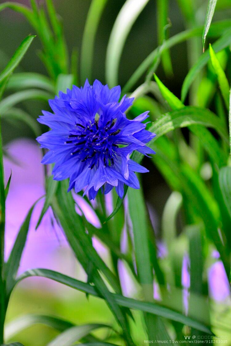 美丽的蓝花矢车菊首发
