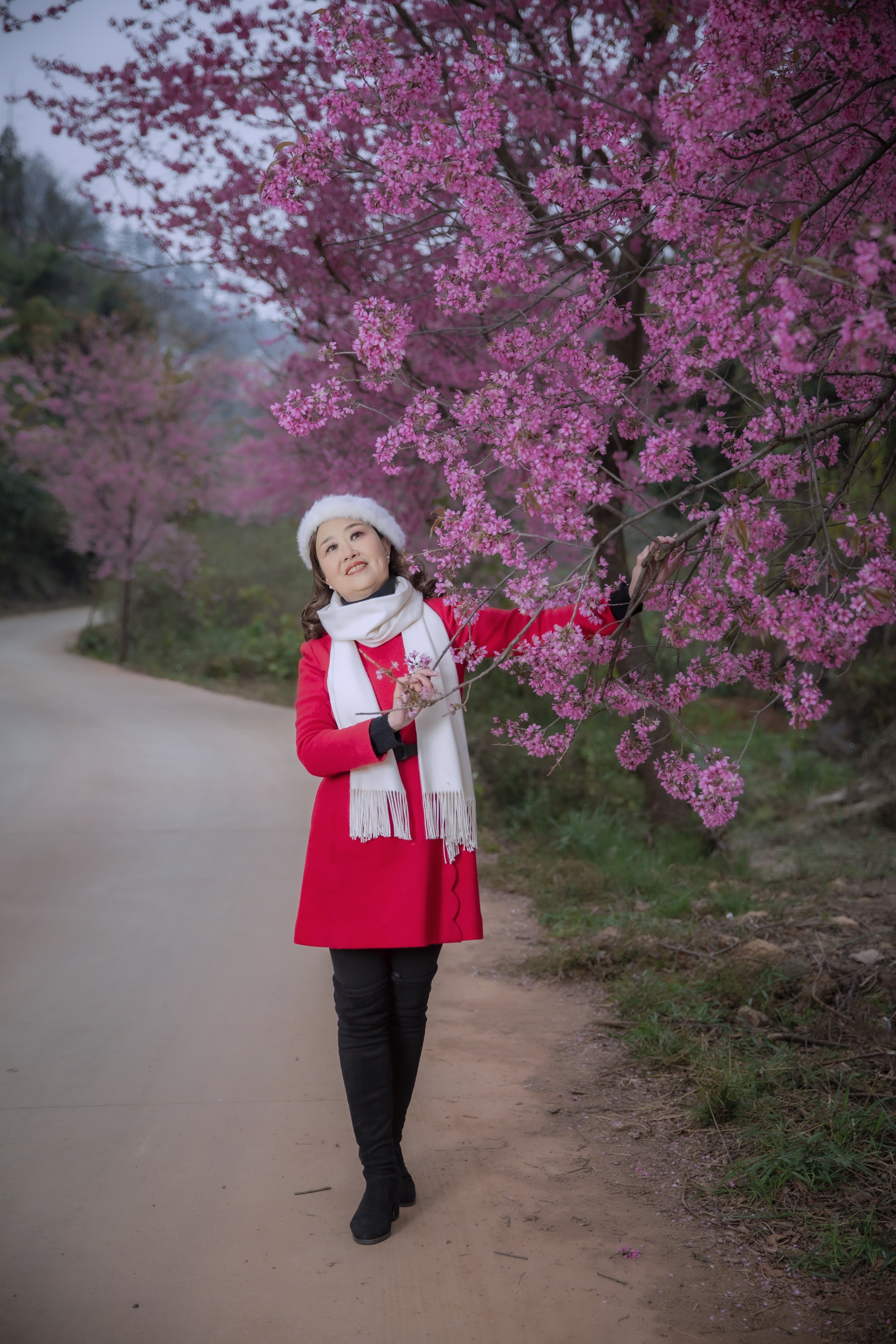 冬樱花