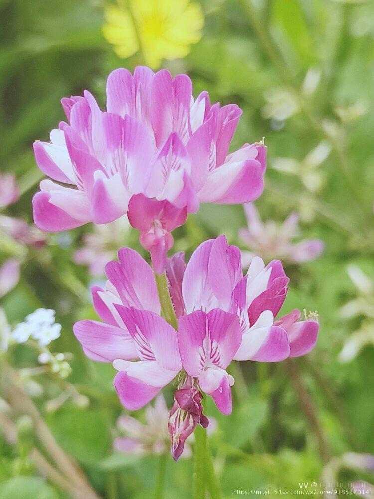 摄影首发美丽的紫云英