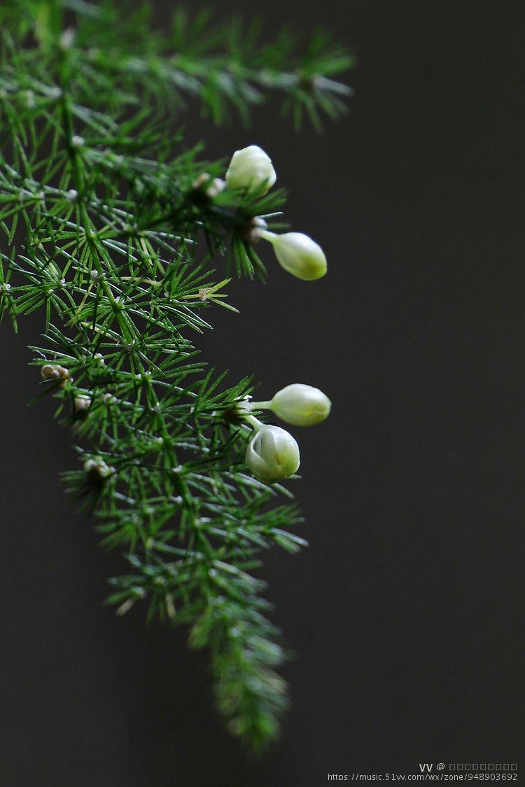 二十年的文竹每年9下旬那翠绿欲滴的文竹上都会挂满星星点点的小花苞