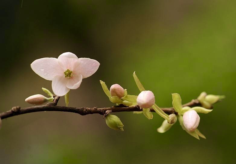 【首发】繁花～陀螺果花