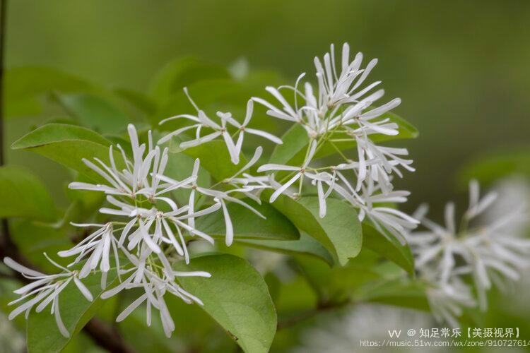 流苏花(流苏花什么味道)