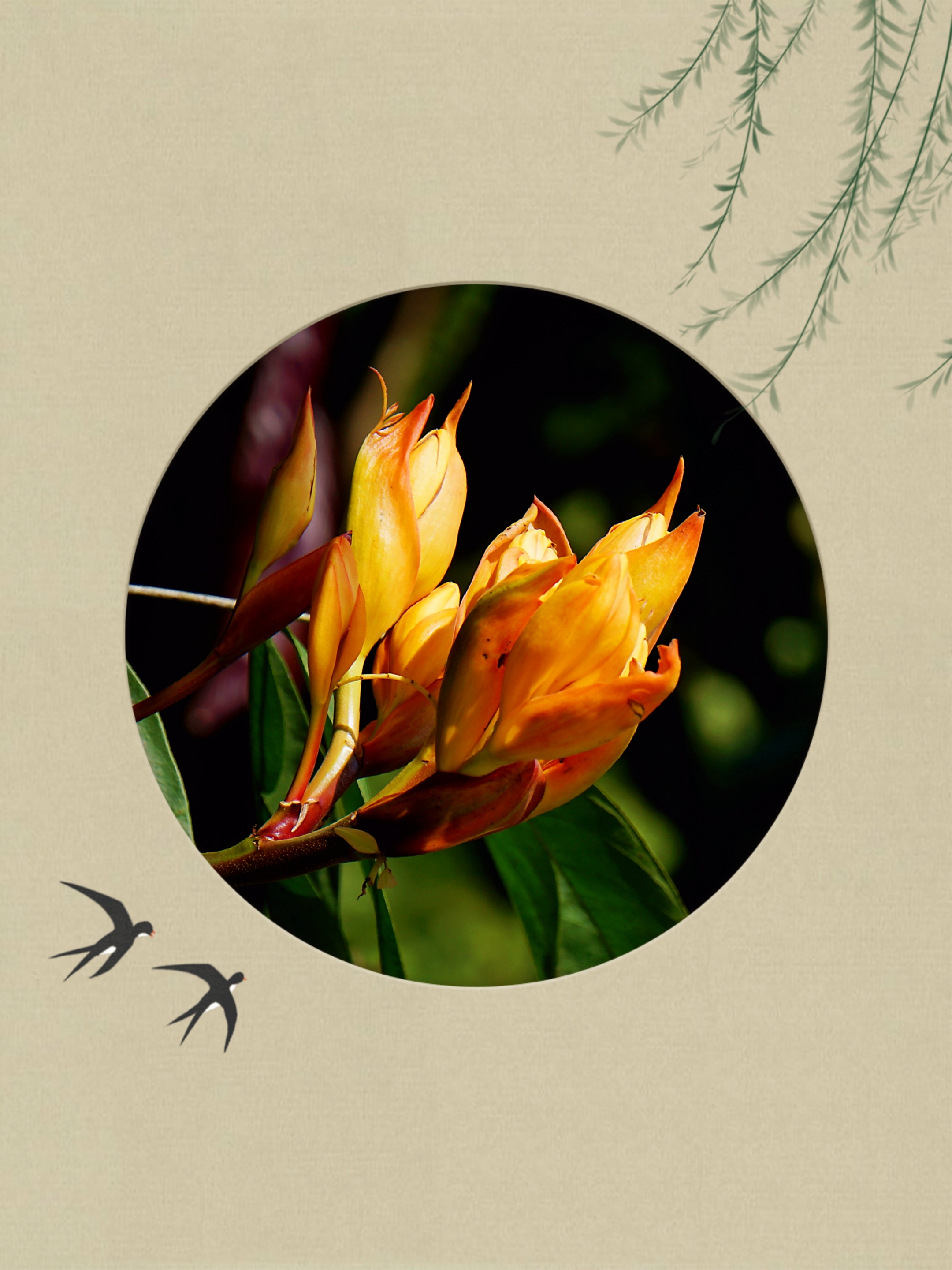 也代表着无忧无虑要知道,这种植物就是佛教的圣树每年当花开放的时候