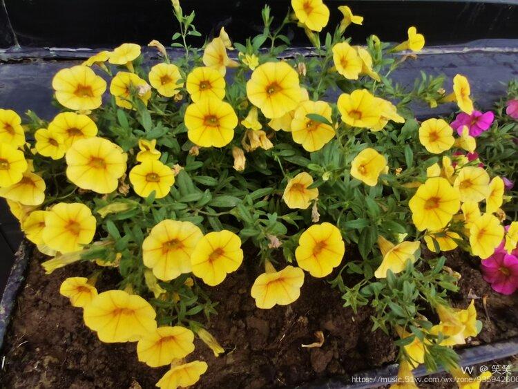 金灿灿的碧冬茄首发