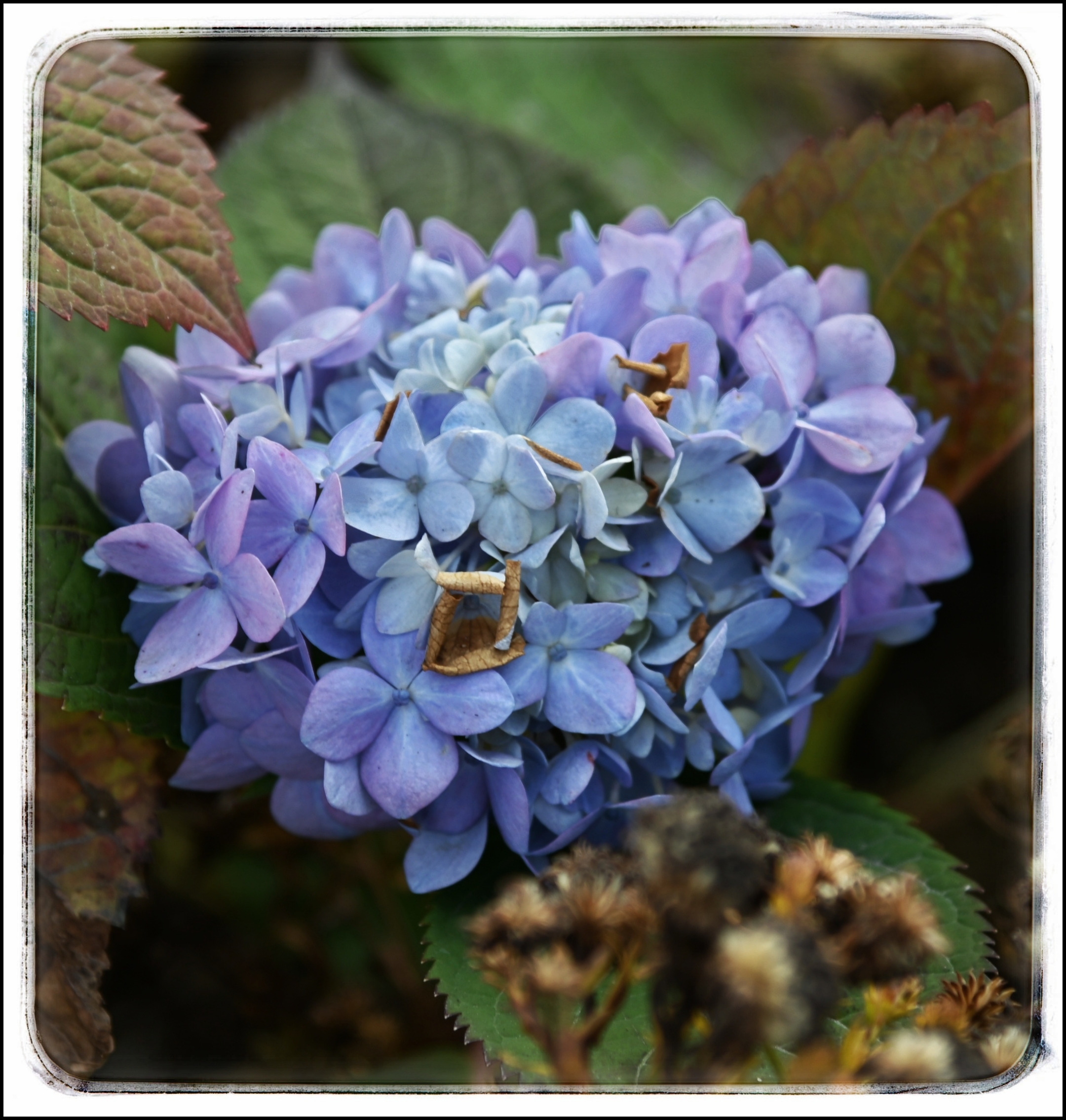 【首发】会变色的绣球花