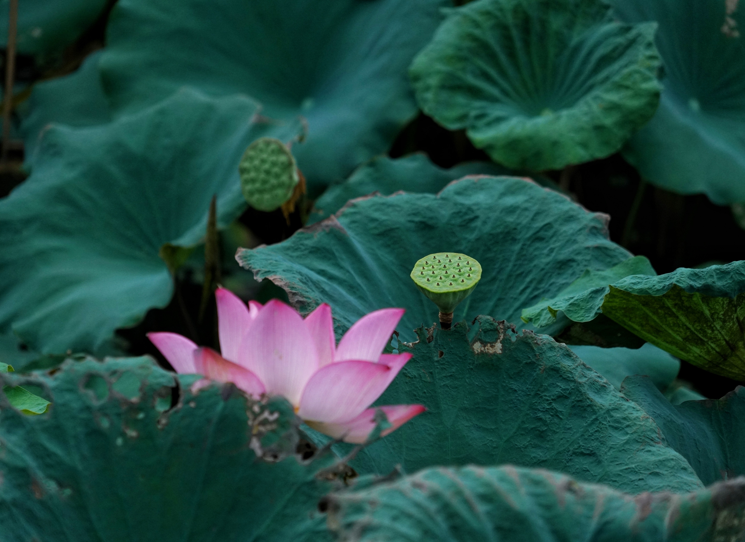 芙蓉照水弄娇斜