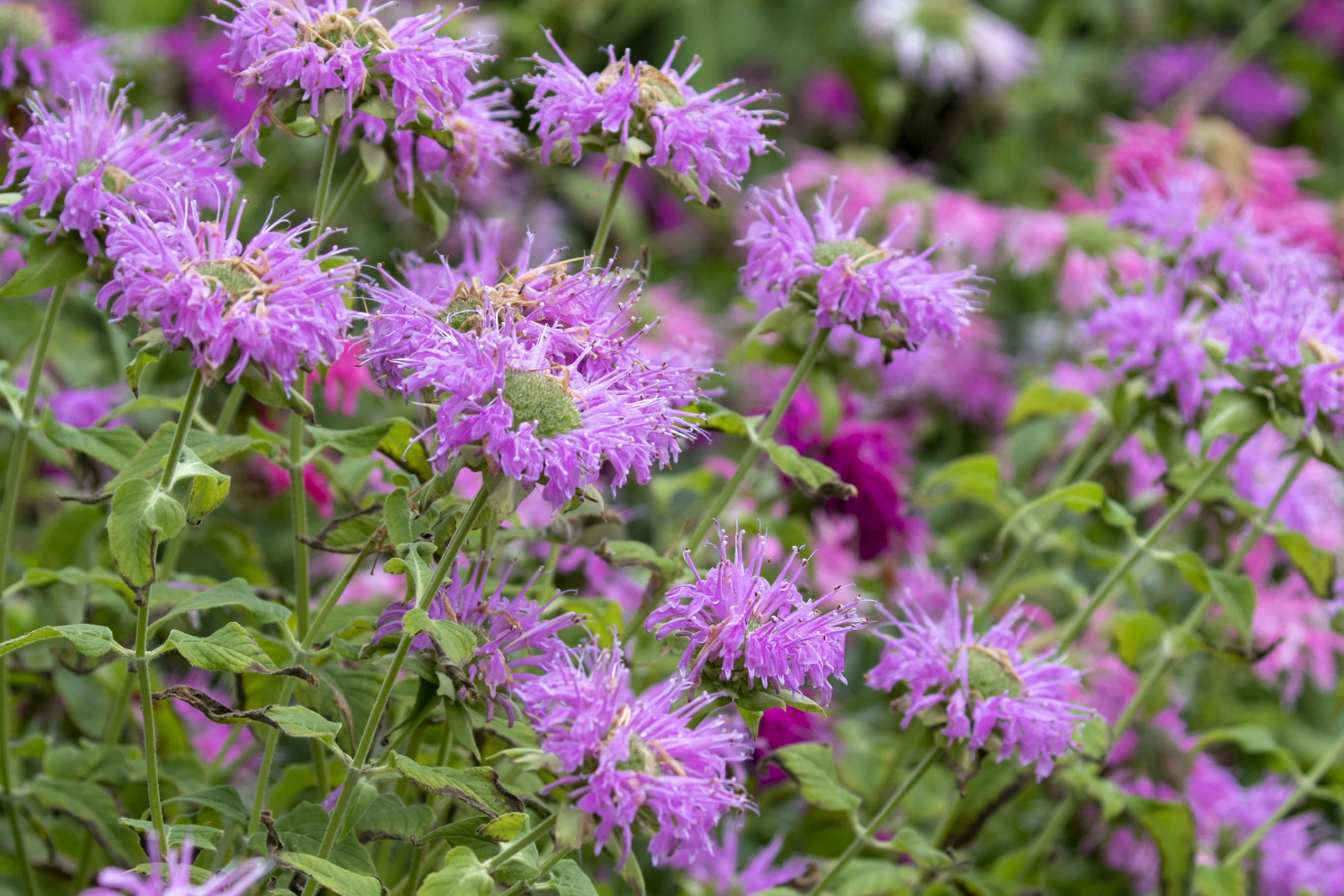 美国薄荷【vv首发】