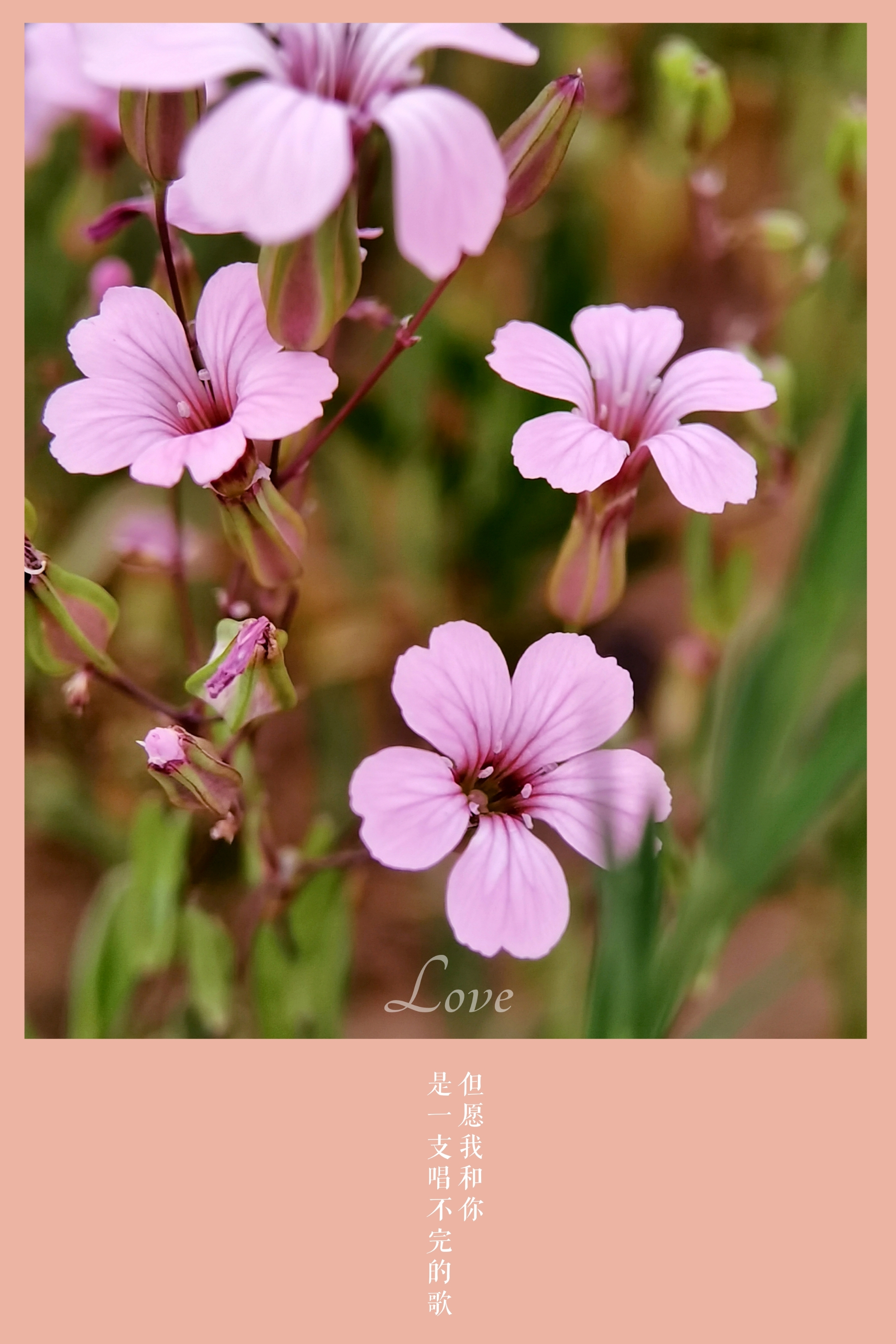 【首发】麦蓝菜