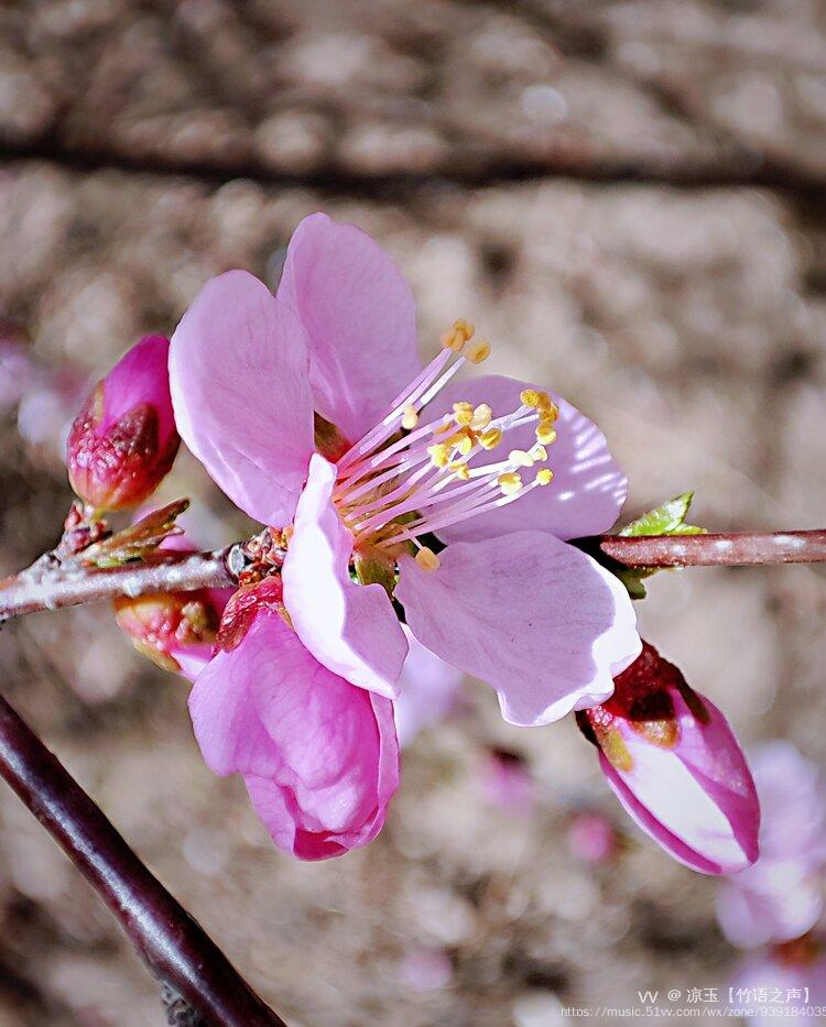 首发绽放单瓣榆叶梅