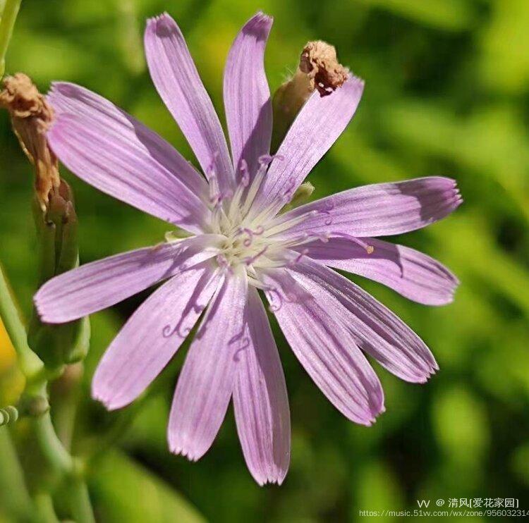 微拍紫色小苦菊vv首发