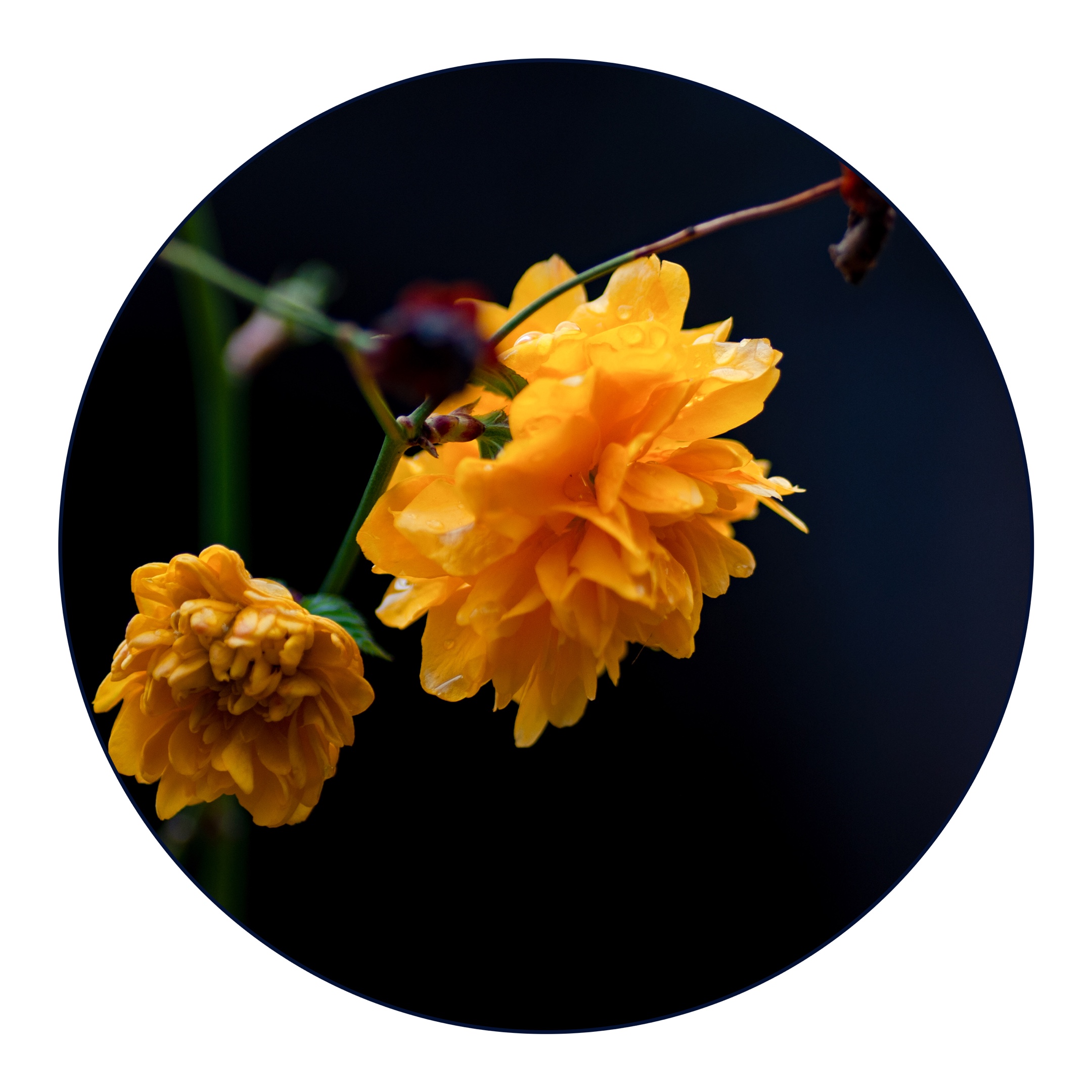 微距—重瓣棣棠花