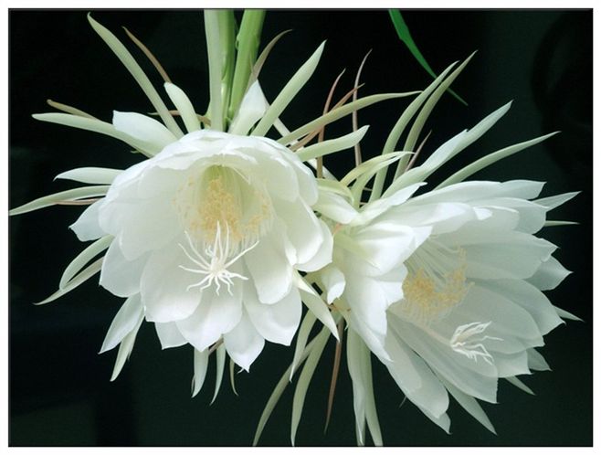 【首发】昙花