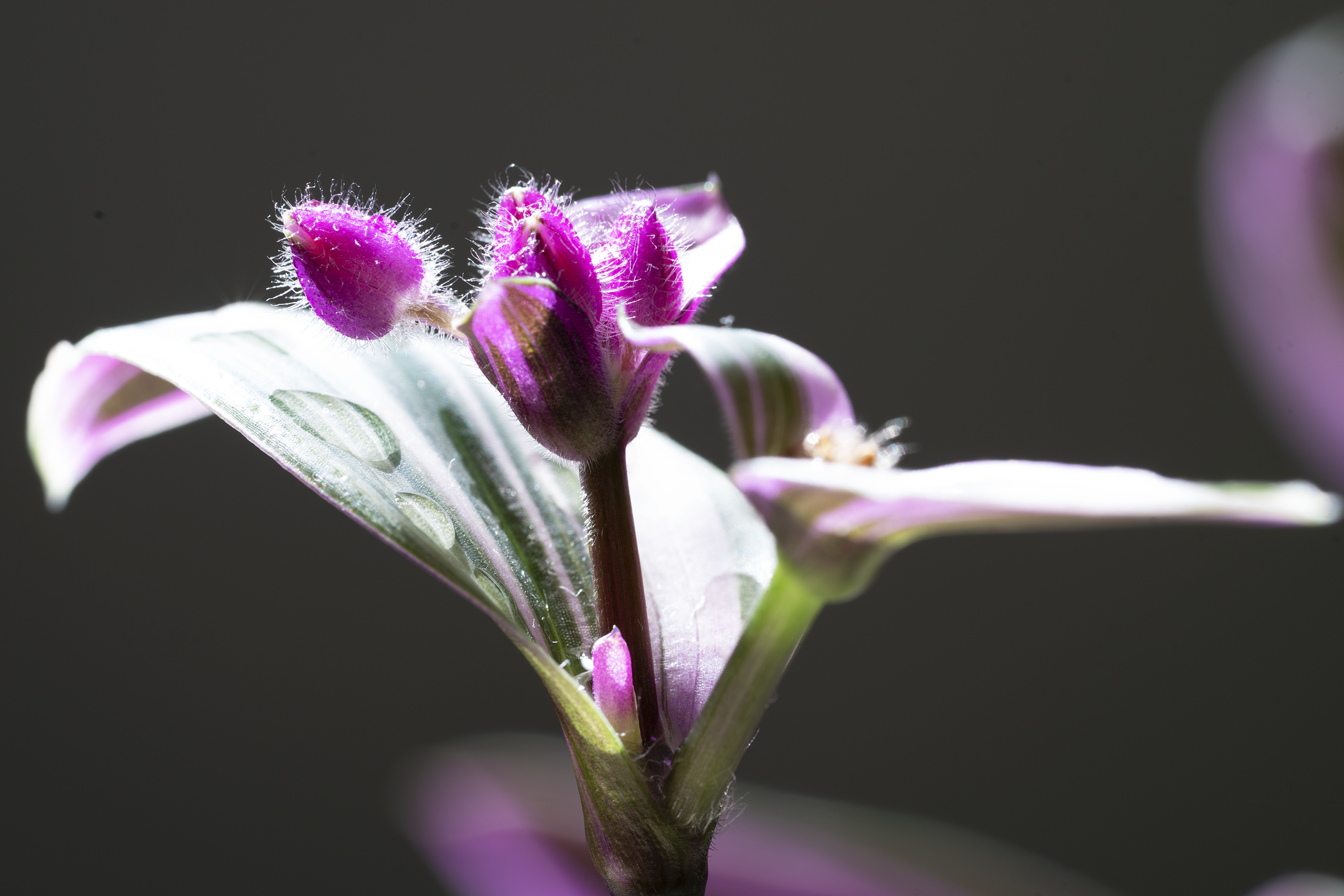 【首發】吊竹梅開花了