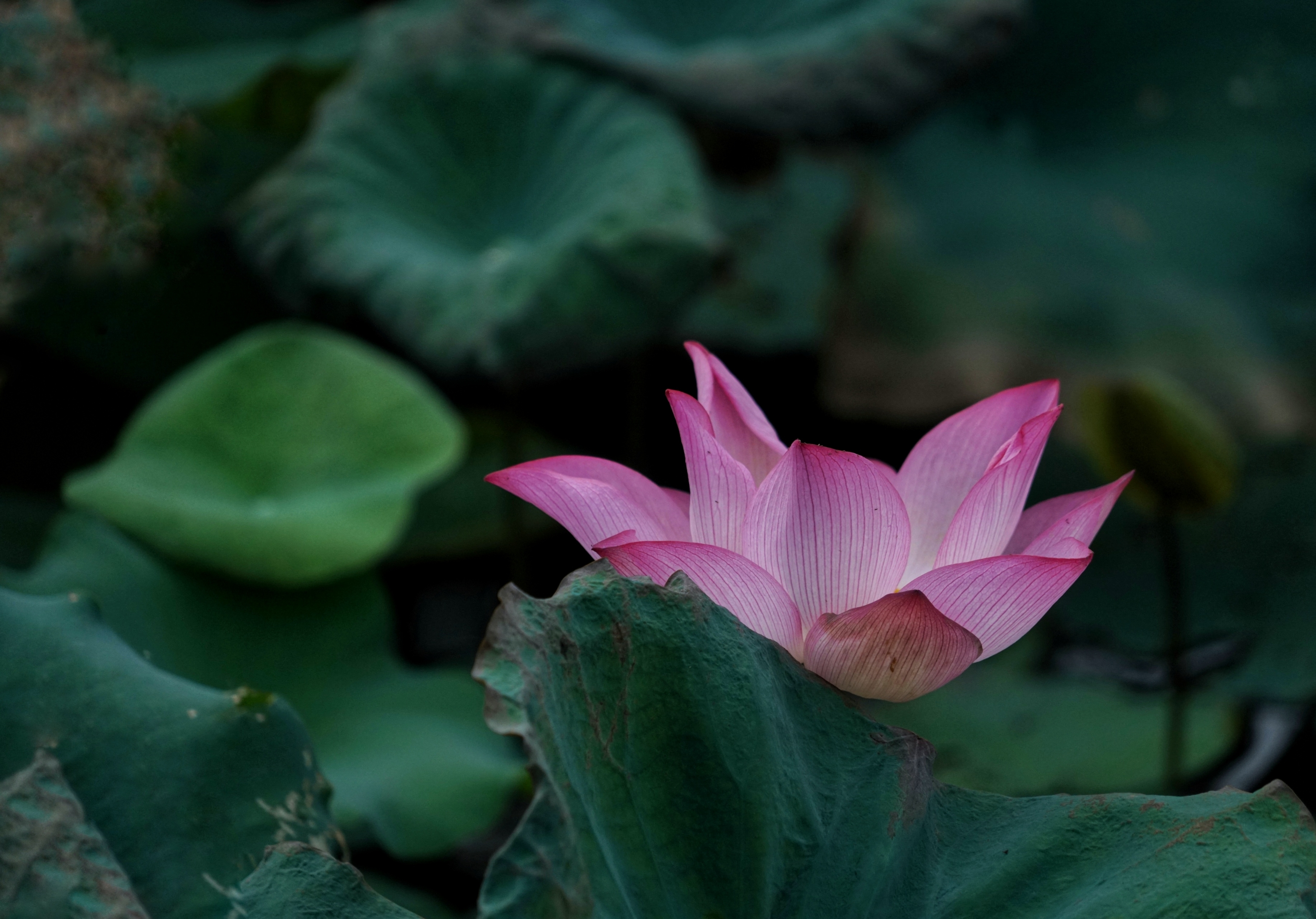 芙蓉照水弄娇斜