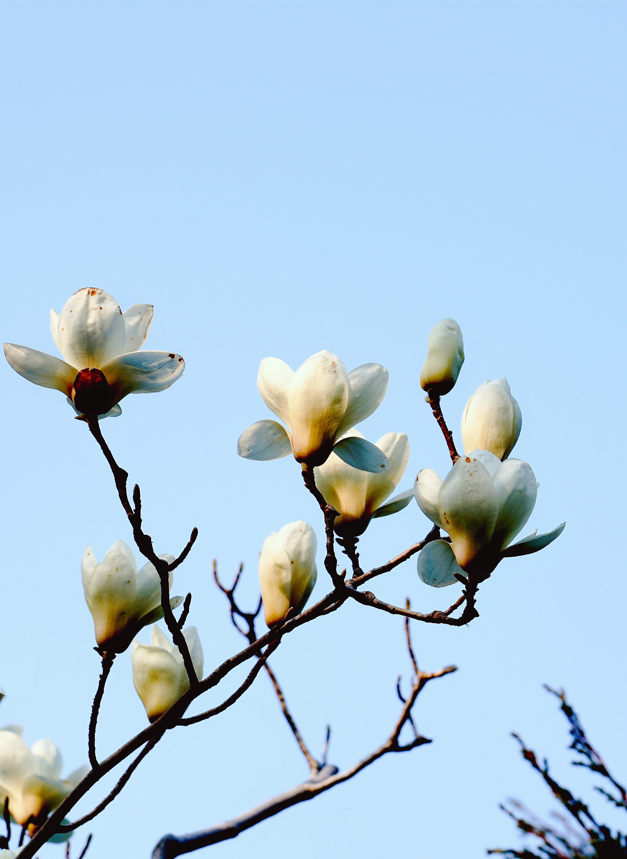 玉兰花香【原创首发】