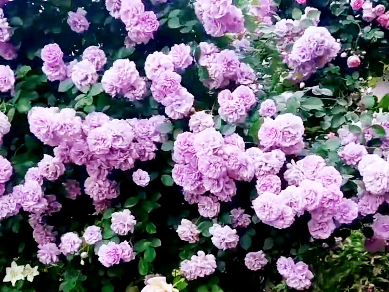 【首发】蔷薇花海