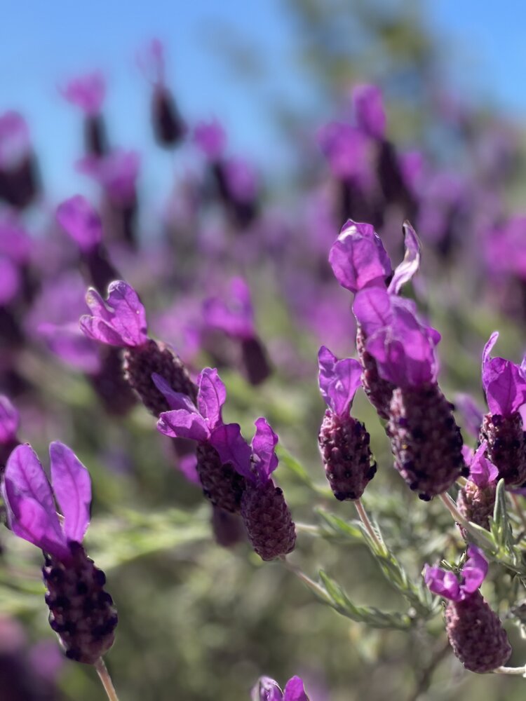 美得让人嫉妒的西班牙薰衣草