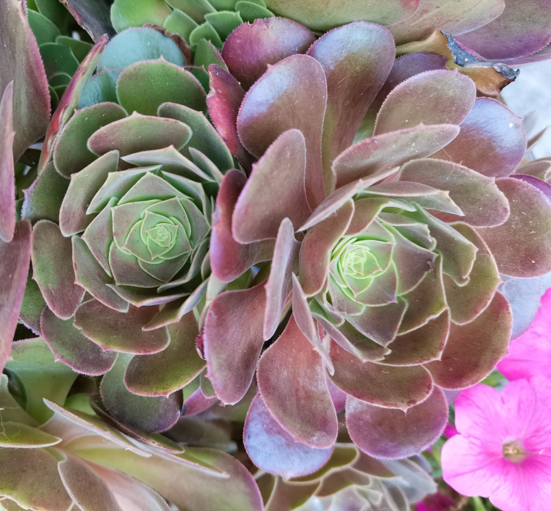 多肉美杜莎铜壶黑法师