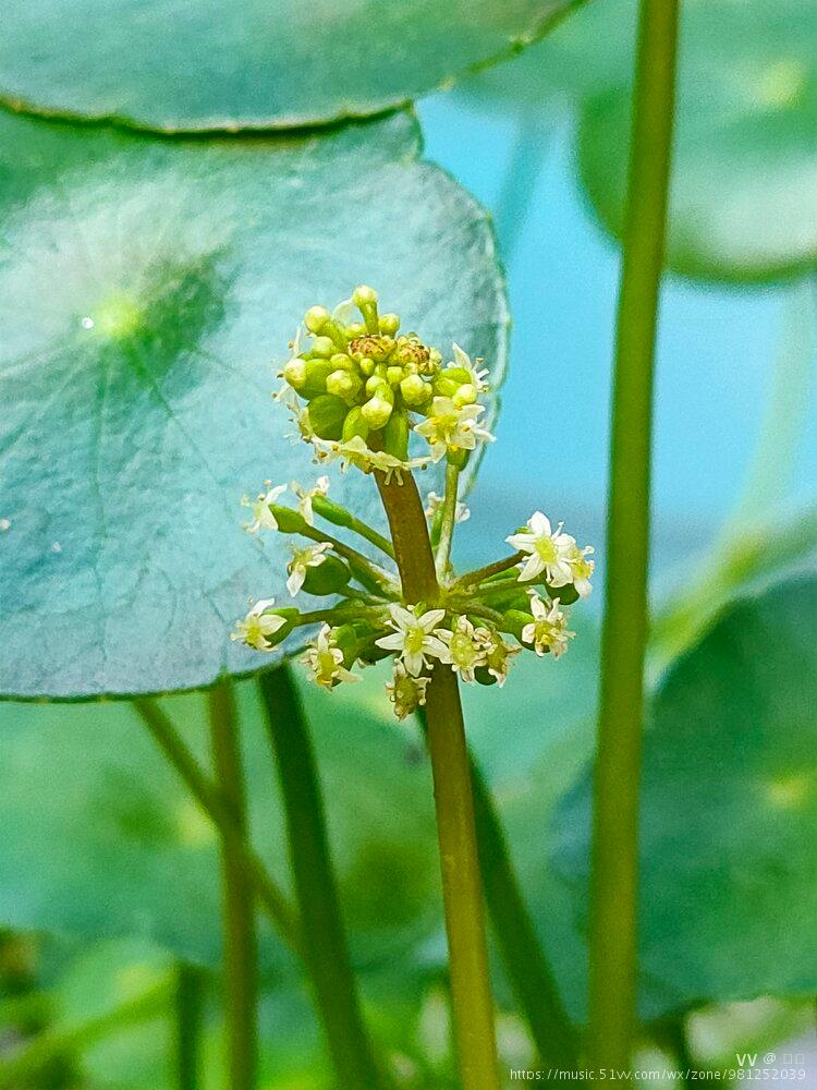 微拍香菇草花原创首发