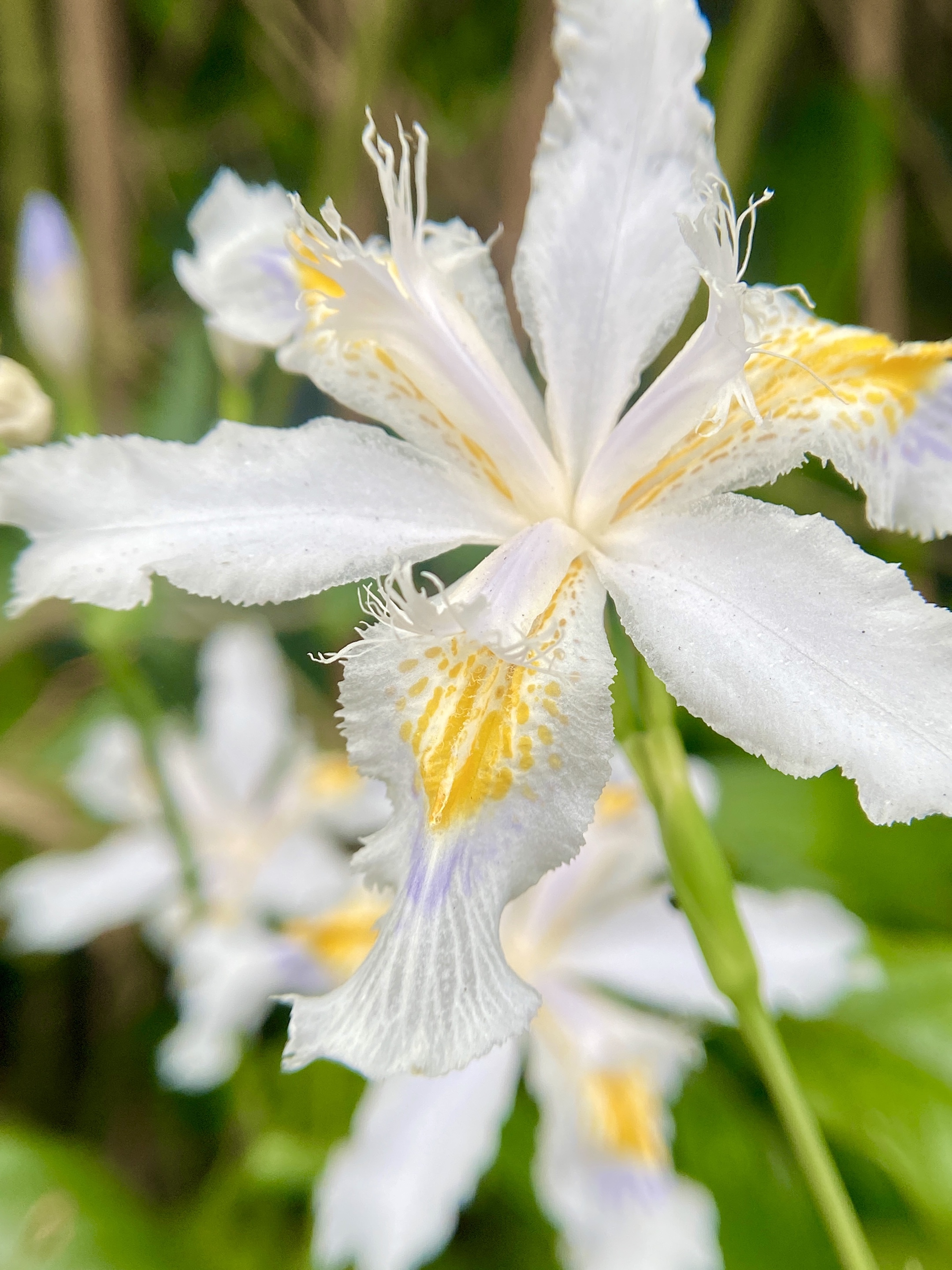鸢尾兰 带着森林松树叶那独有的芳香 带着山涧晶莹