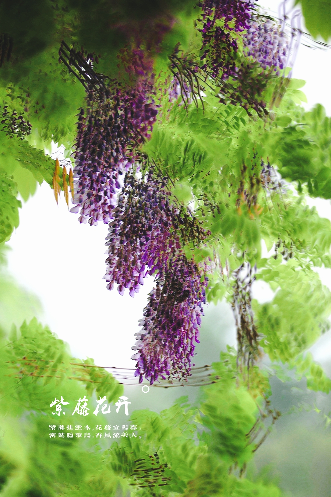 唐代诗人李白的《紫藤树》把紫藤的枝型,花蔓,浓密绿叶和鸟语花香都写