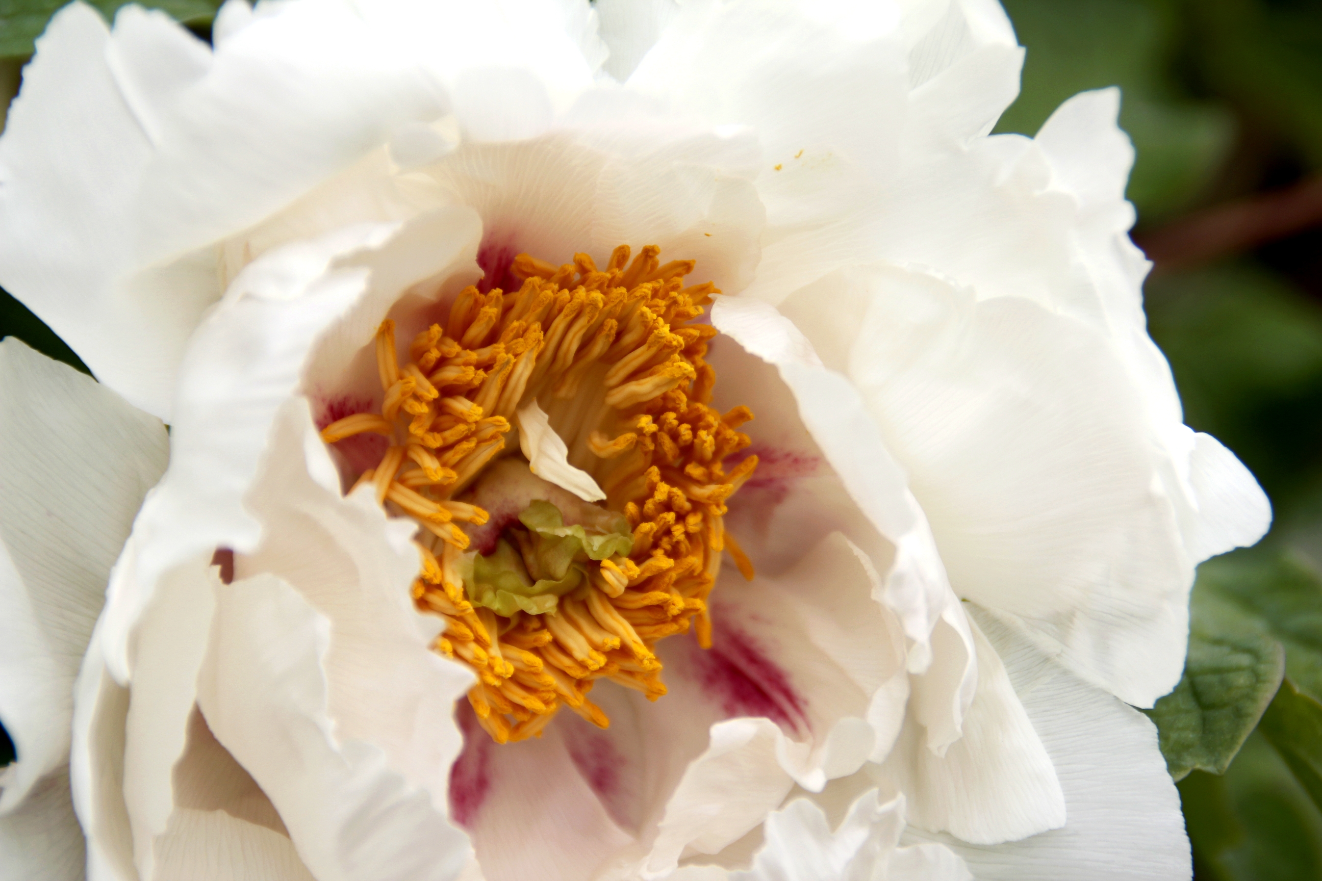 【首发】牡丹吐蕊任芬芳