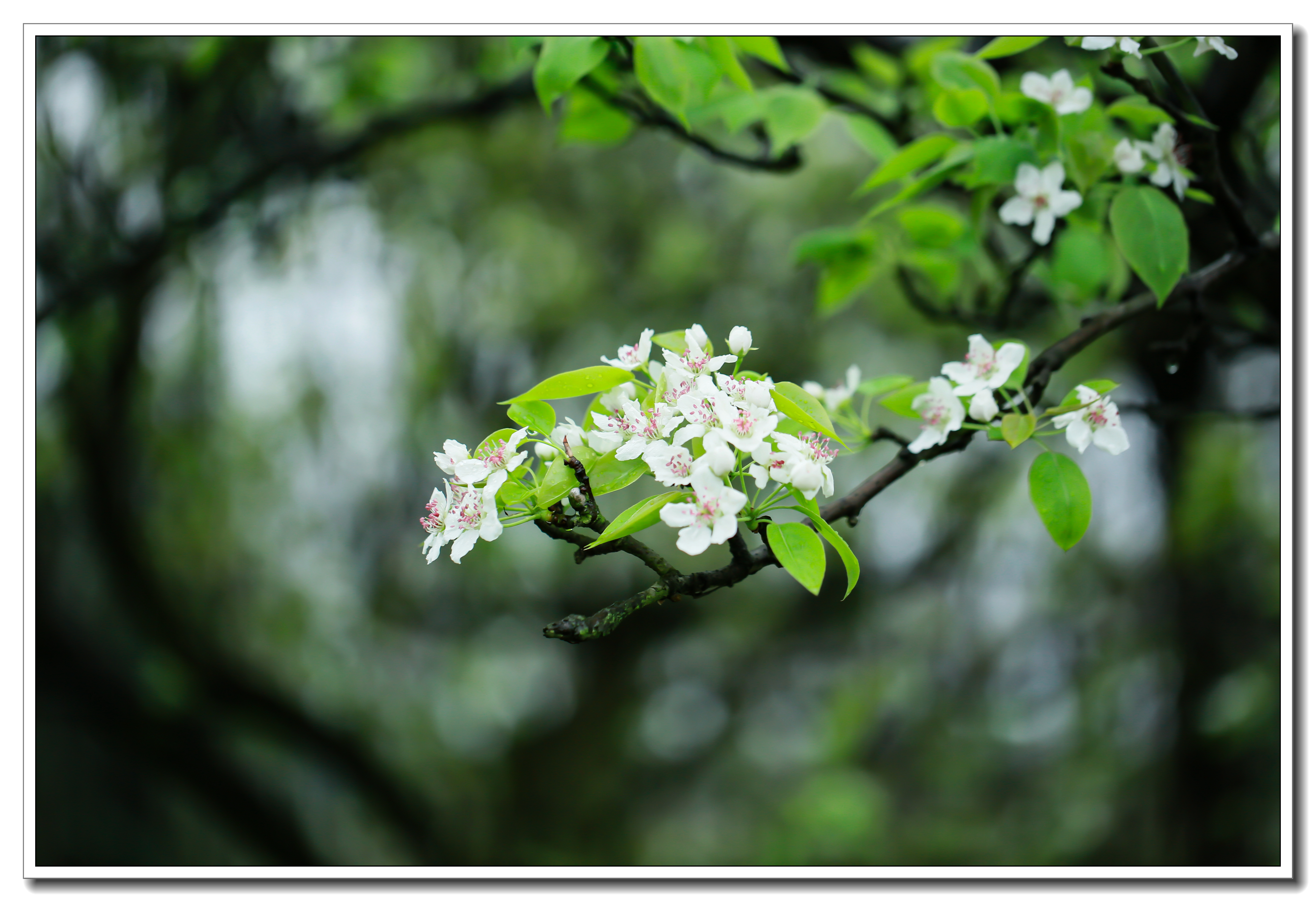 临江仙·罗埠冬韵  淡画轻描皆素裹  金枝玉叶琼花  山河一色净无瑕