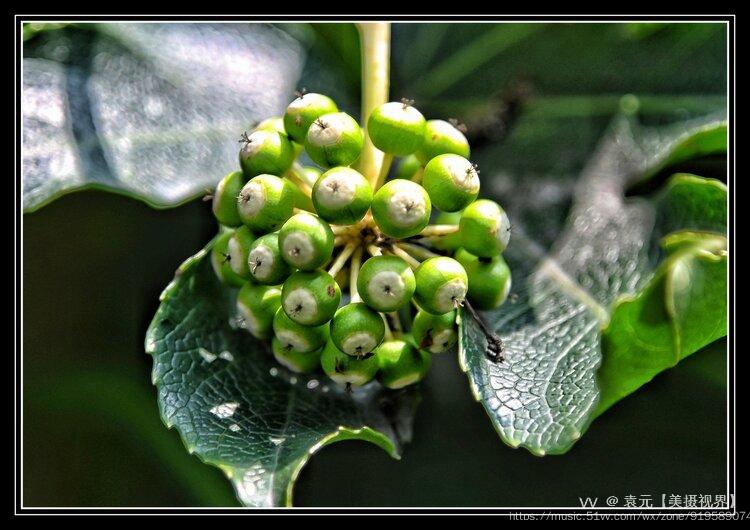 八角金盘结的果果首发