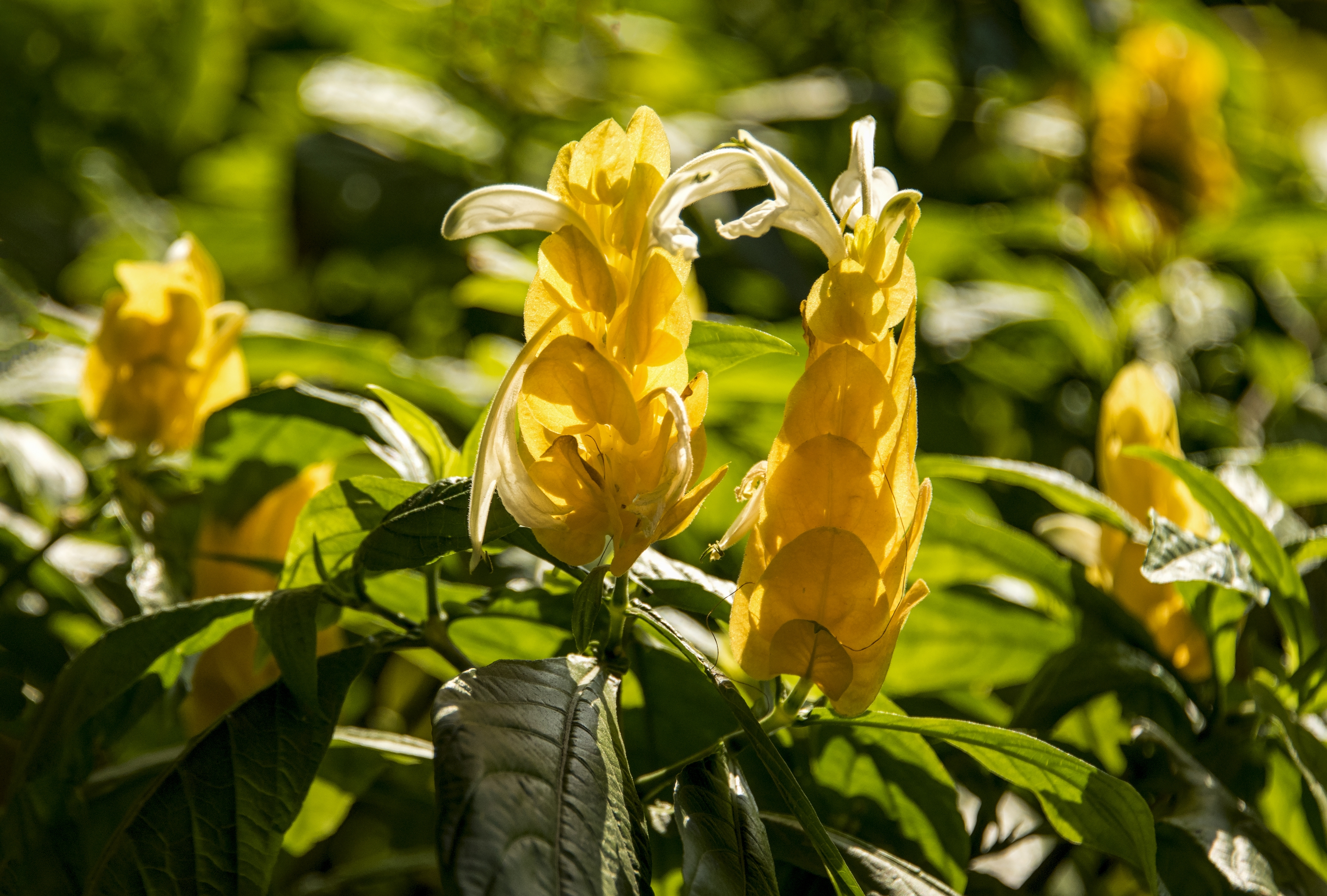 闪光的金苞花【首发】