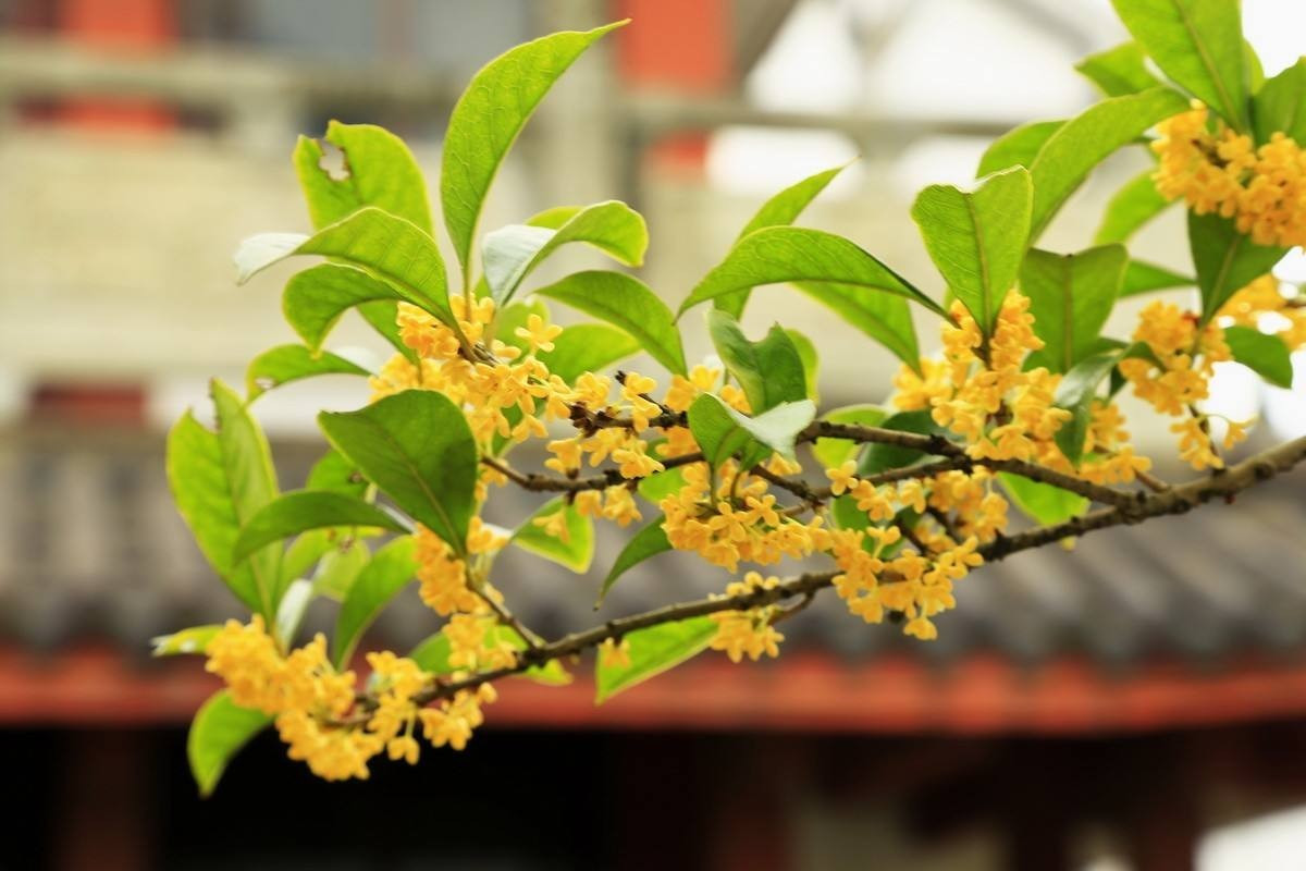 桂殿秋六阕(首发)