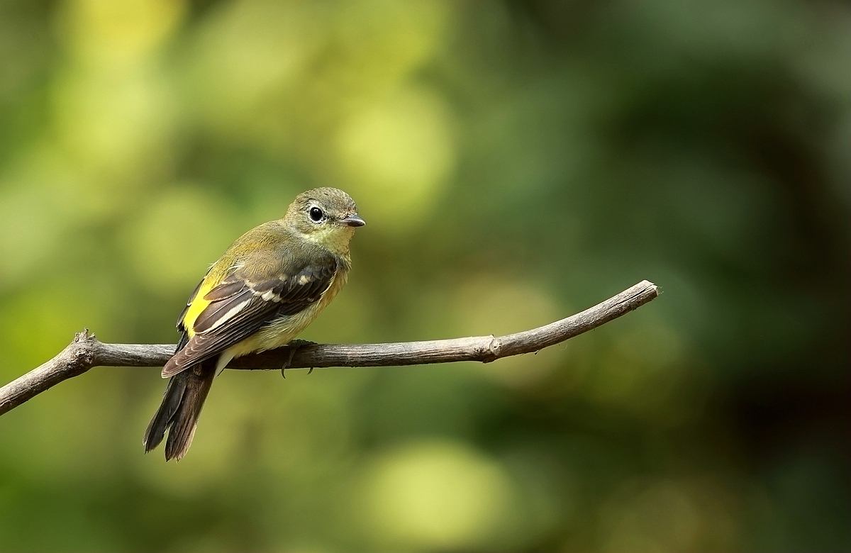 雀鸟登上柳枝丫