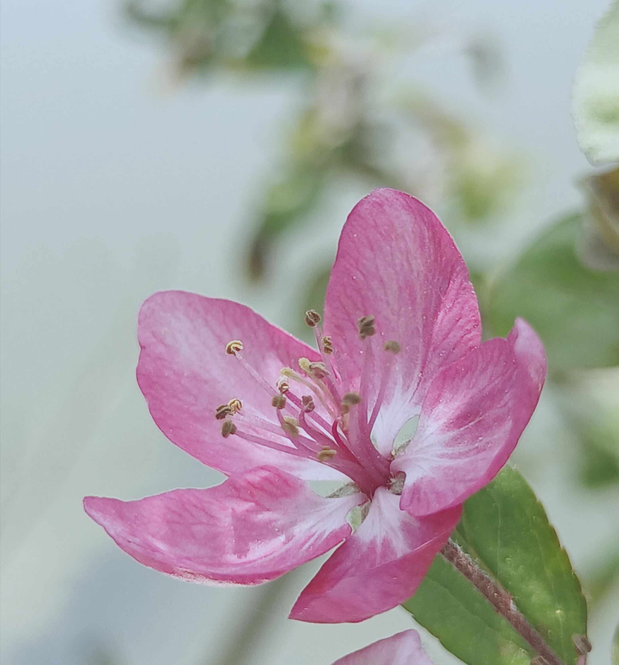 海棠花花萼图片