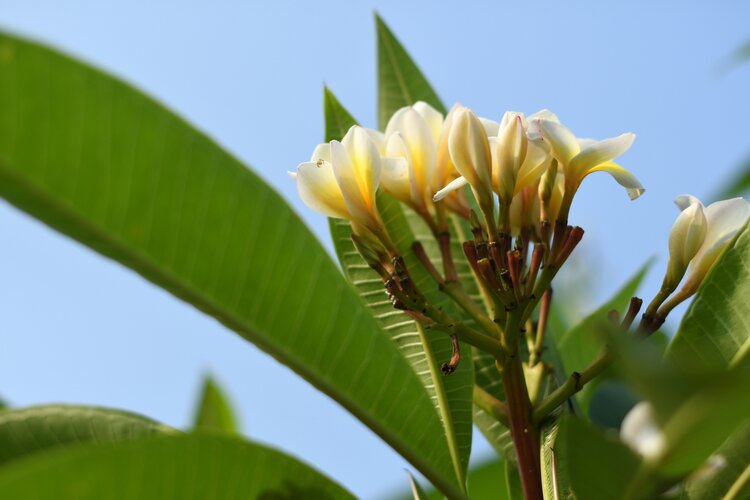 雞蛋花首發