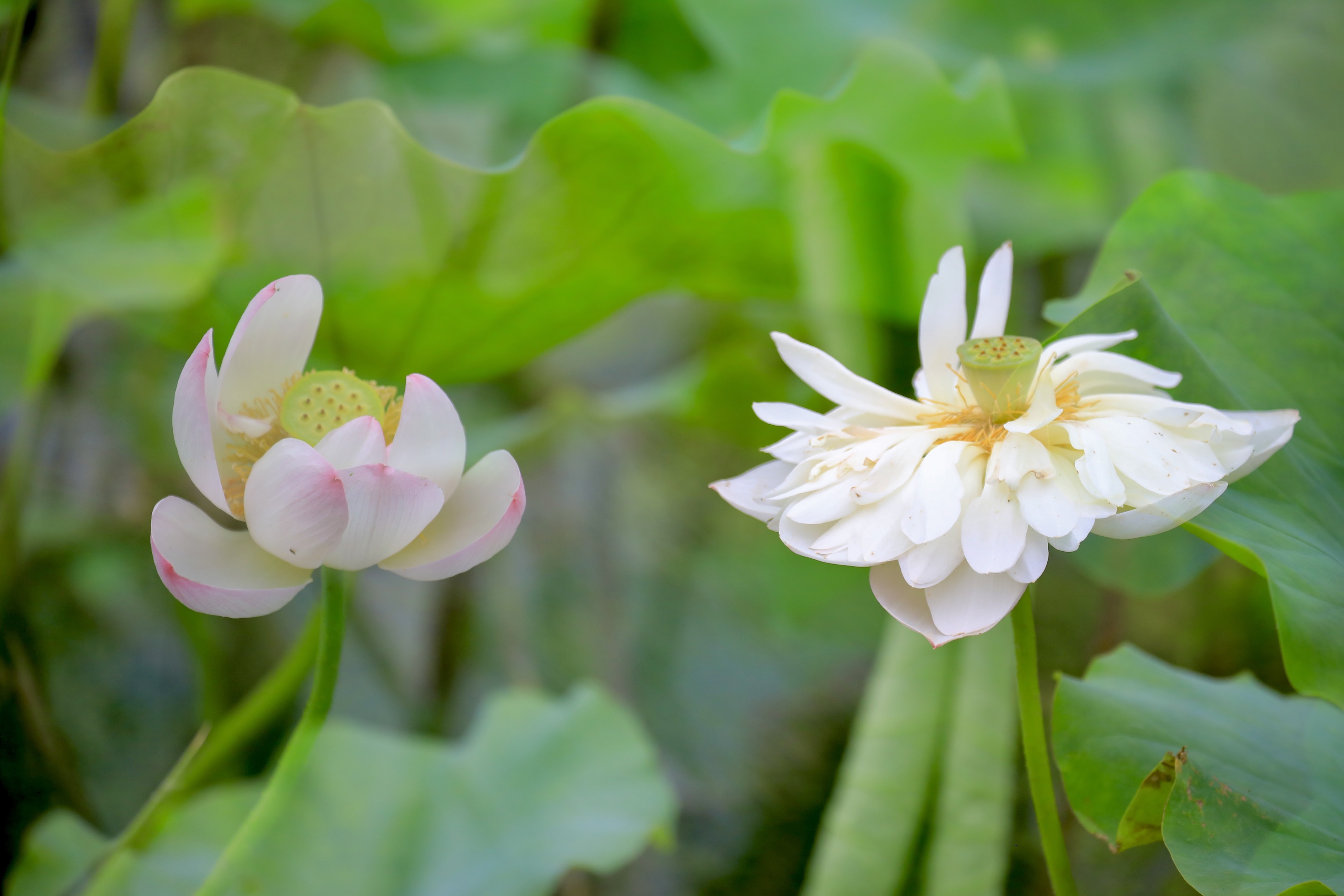 风摆荷叶催花开