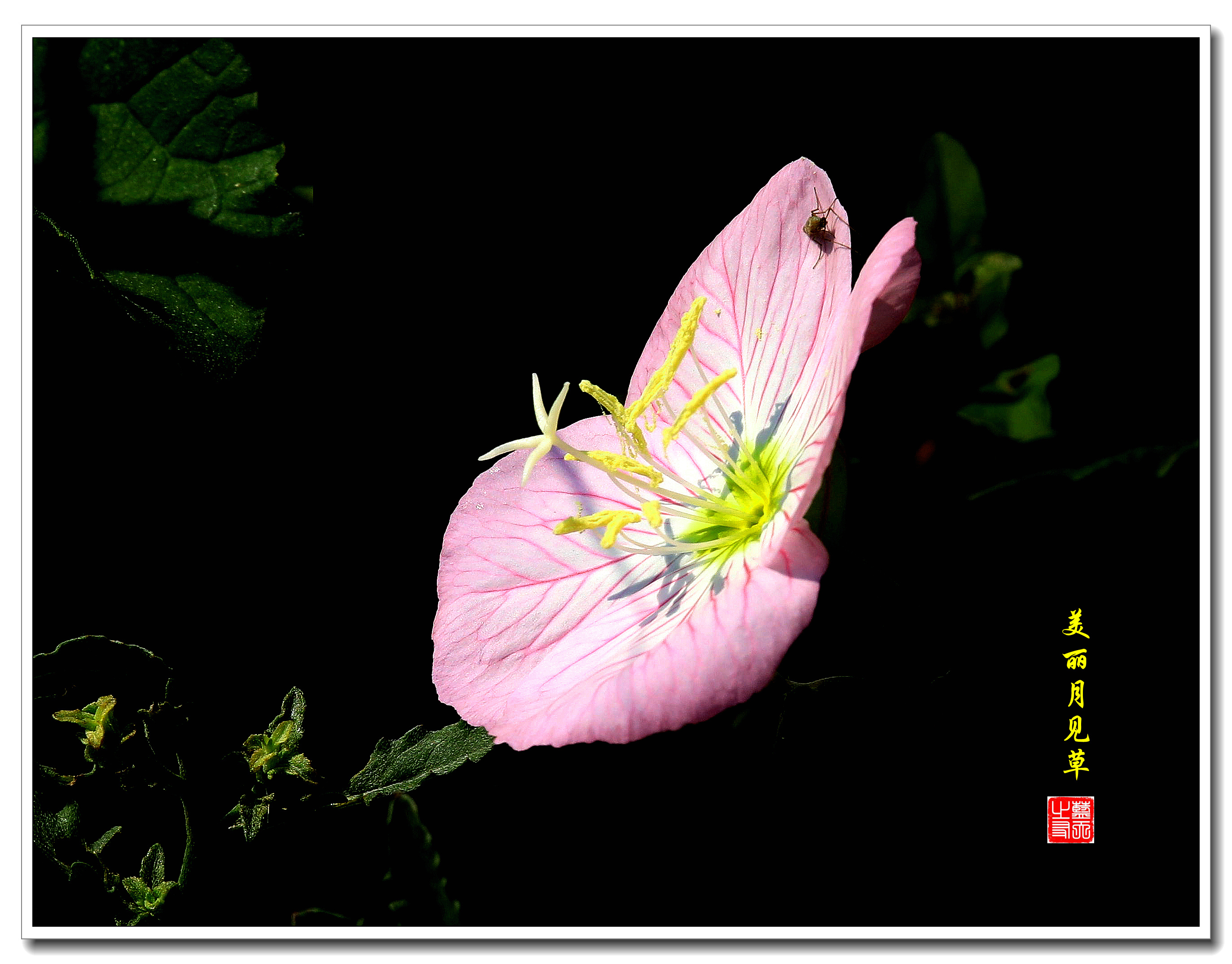 开花时反折再向上翻;花瓣粉红至紫红色,宽倒卵形,先端钝圆,具4-5对