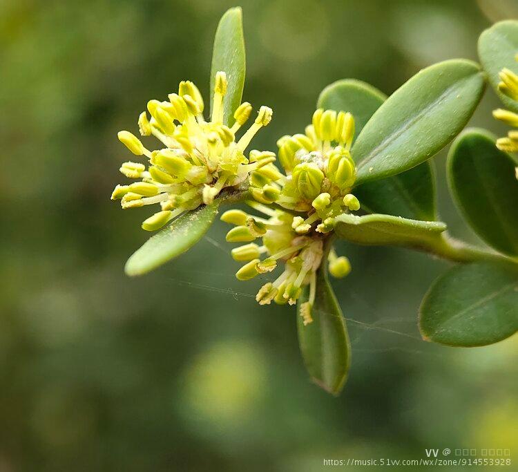 首发微距世界瓜子黄杨