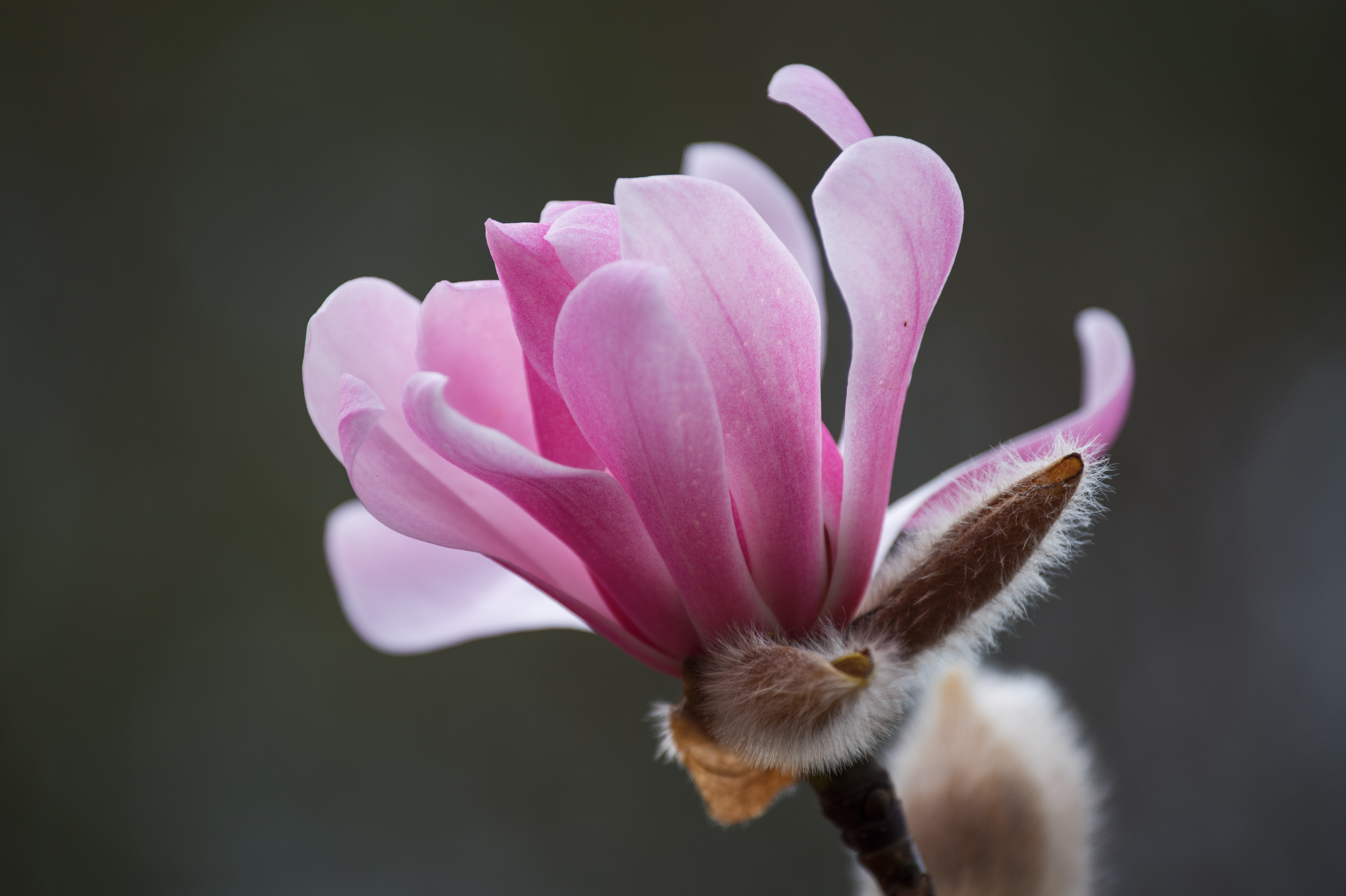 (首发)特红武当玉兰