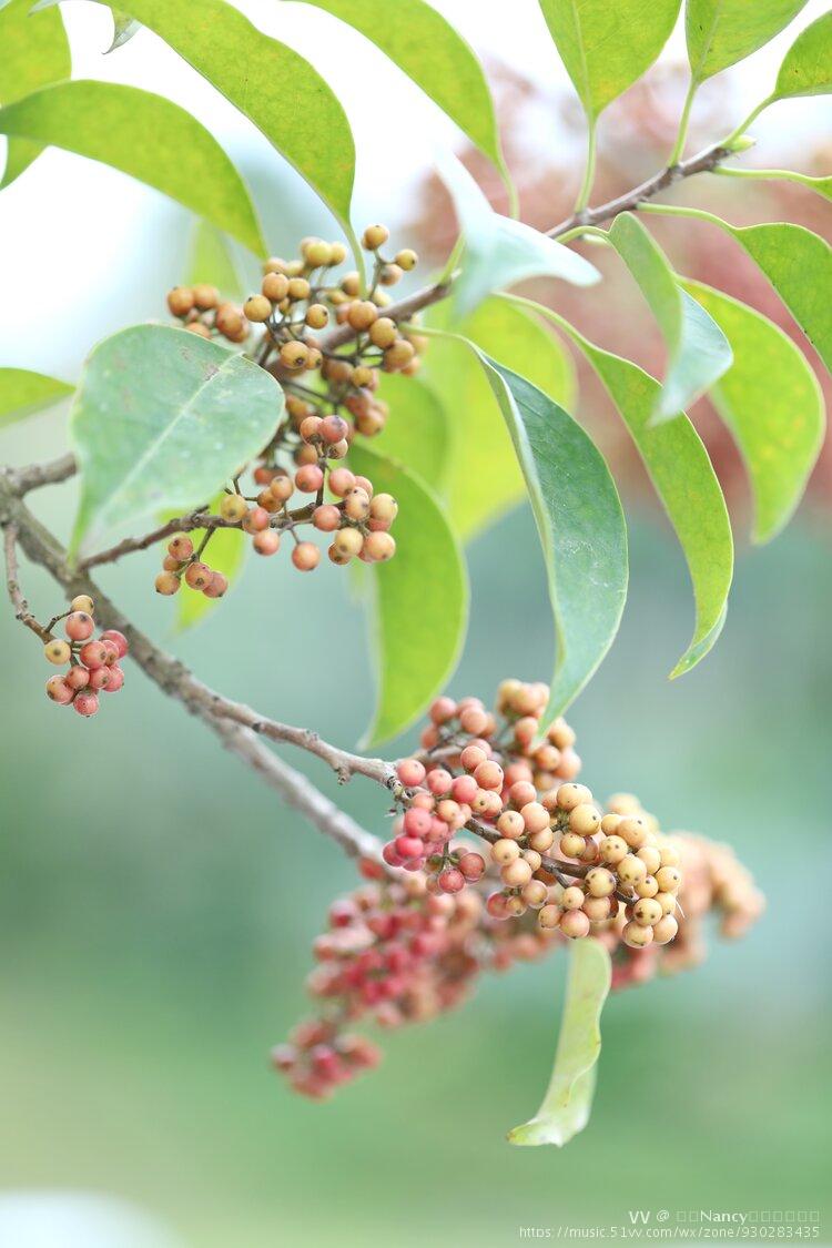 又名救必應,熊膽木,白銀香,過山風.是冬青科的一類植物.