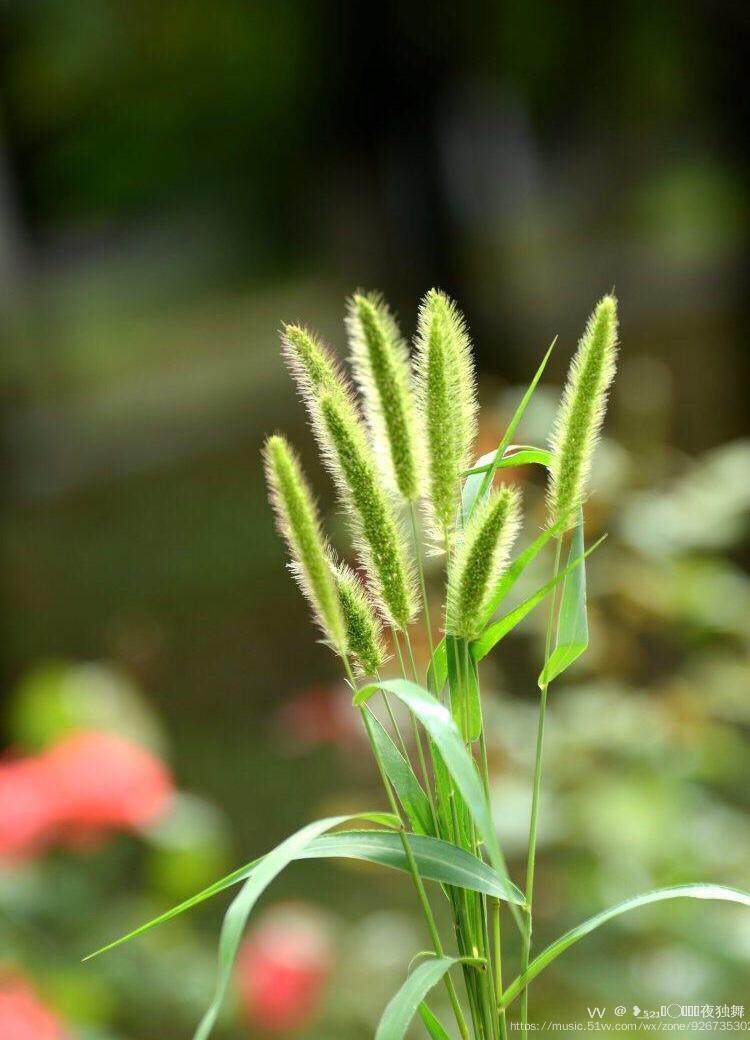 狗尾草